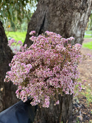 Verticordia Densiflora - Soft Pink