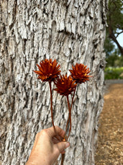 Plumosum - Burnt Orange