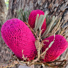 Banksia Hookeriana - Raspberry Red