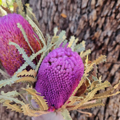 Banksia Hookeriana - Lilac Purple