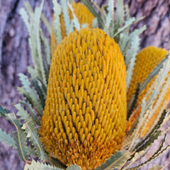 Banksia Hookeriana - Mustard Yellow