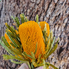Banksia Hookeriana - Autumn Orange