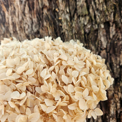 Hydrangea - Creamy Nude Beige Tones