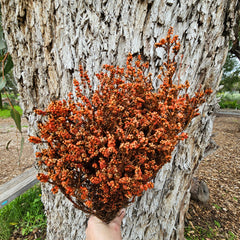 Scholtzia - Preserved - Autumn Orange Tones