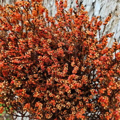 Scholtzia - Preserved - Autumn Orange Tones