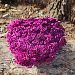 Brownii/Verticordia Dried - Deep Magenta Pinky\Purple tones