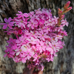 Everlastings / Pink Cluster Daisies