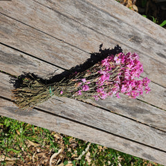 Everlastings / Pink Cluster Daisies