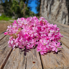 Everlastings / Pink Cluster Daisies