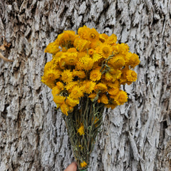 Everlasting Daisies - Golden Waitzia (yellow)