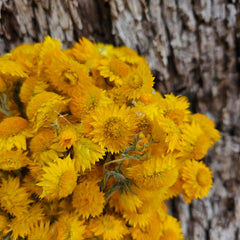 Everlasting Daisies - Golden Waitzia (yellow)