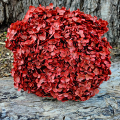Hydrangea - Burnt Rose Red/Burgundy