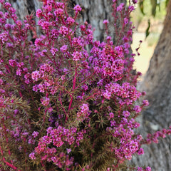 Tea Tree - Course - Sweet Pink tones