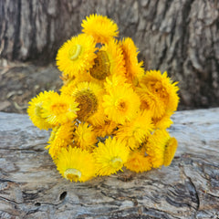 Everlastings/Straw Flowers - Sunny Yellows