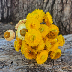 Everlastings/Straw Flowers - Sunny Yellows
