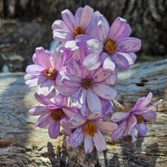 Handmade Daisies - Lilac Purple