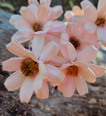 Handmade Daisies - Soft Pink