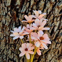 Handmade Daisies - Soft Pink