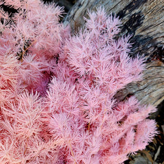 Ming Fern - Soft Pink