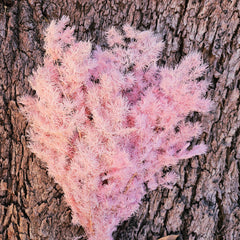 Ming Fern - Soft Pink