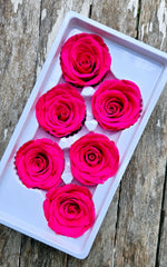 Clearance - Roses Preserved - 6 pack - Fuschia Pink - Bit speckled