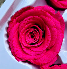Clearance - Roses Preserved - 6 pack - Fuschia Pink - Bit speckled