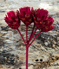 Plumosum - Fuchsia pink