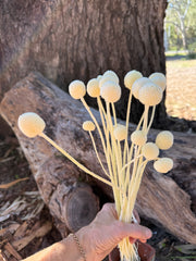 Billy Buttons - Pastel Yellow