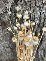 Pods - Natural