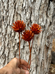 Plumosum - Burnt Orange