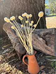 Billy Buttons - Pastel Yellow
