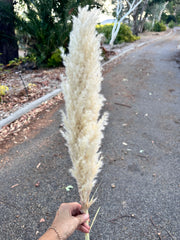 Pampas - Fluffy Heads - Small 40-50cm - NATURAL Nude Beige, Creamy, Ivory Tones