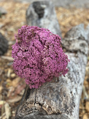 Brownii/Verticordia PRESERVED - Lilac Purple