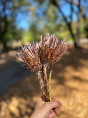 Protea Pink Ice - Dried 1 stem