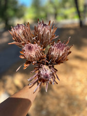 Protea Pink Ice - Dried 1 stem