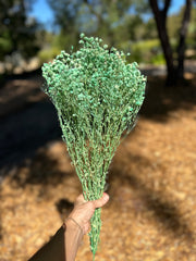 Clearance - Baby’s Breath - Gypsophila Preserved - Mint Green