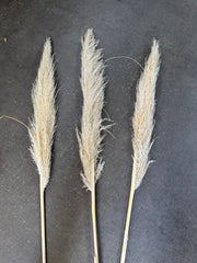 Pampas - Grassy heads - Over 40cms - NATURAL Golden Creamy, Nude Beige, Ivory Tones