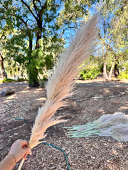 Pampas - Grassy heads - Over 40cms - NATURAL Golden Creamy, Nude Beige, Ivory Tones