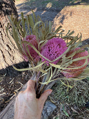 Banksia Hookeriana -  5 Button head - pink