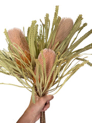 Banksia Hookeriana - Natural