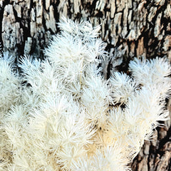 Ming Fern - White