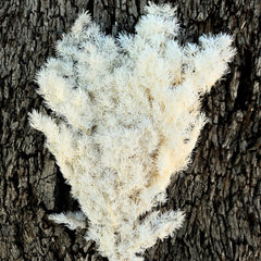 Ming Fern - White