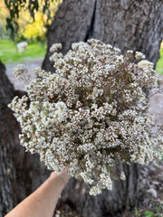 Verticordia Densiflora - Natural