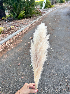 Pampas - Mini Fluff - Up to 40cm - NATURAL Nude Beige, Creamy, Ivory, Off-White Tones