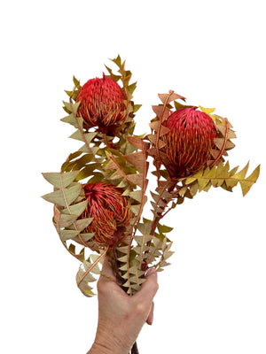 Banksia Baxteri - Strawberry Red