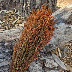 Tea Tree - Burnt Orange tones