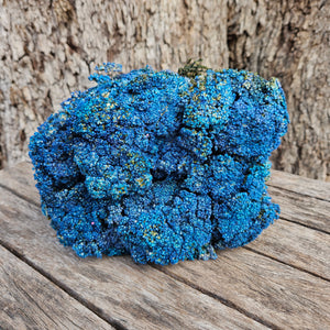 Brownii/Verticordia PRESERVED - Denim Blue