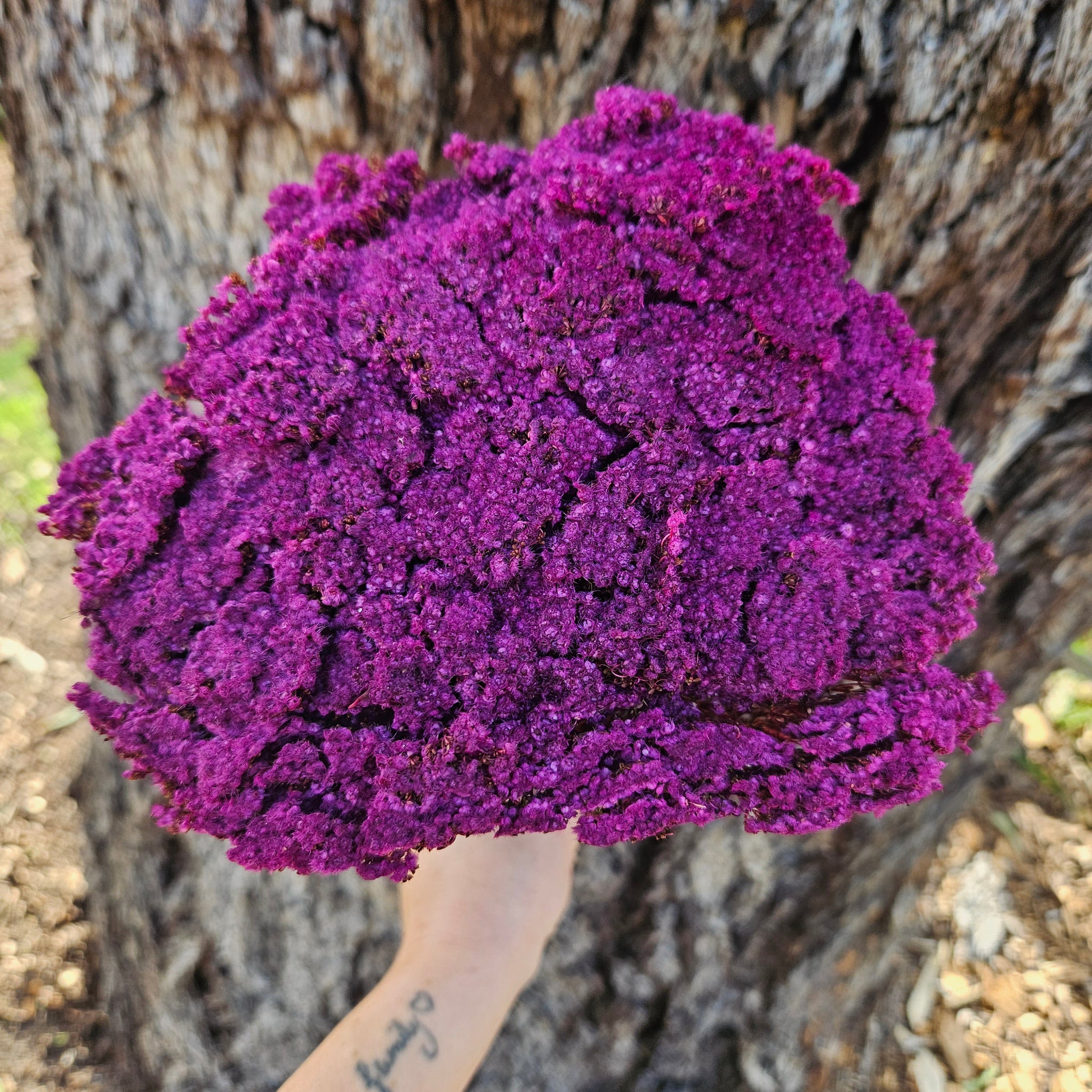 Brownii/Verticordia Dried - Deep Magenta Pinky\Purple