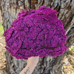 Brownii/Verticordia Dried - Deep Magenta Pinky\Purple