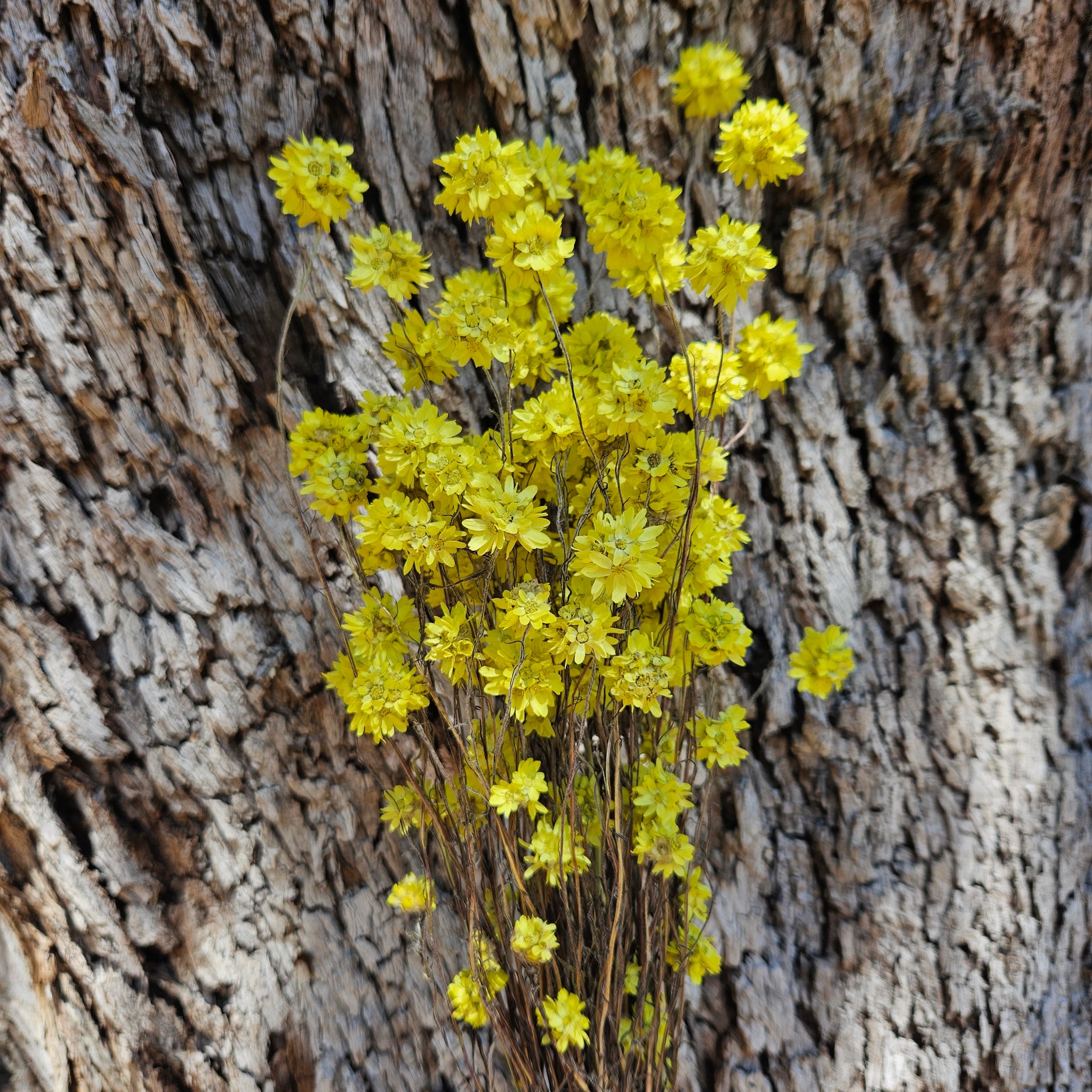 Everlastings /Pom Pom